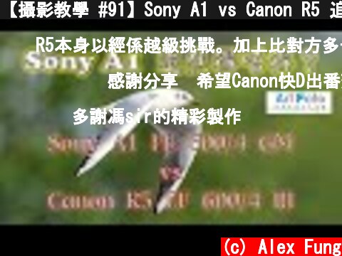 【攝影教學 #91】Sony A1 vs Canon R5 追焦比較 (EP1) 南生圍 (Sony FE 600MM/4 GM vs Canon EF 600/4 L III)- Alex Fung  (c) Alex Fung